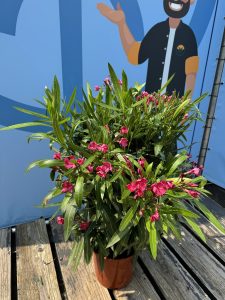 Roter Oleander – Höhe 100/120 cm