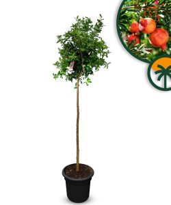 Zitrusbaum - Granatapfelbaum