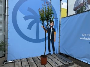 Zitrusbaum - Granatapfelbaum