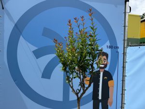 Zitrusbaum - Granatapfelbaum