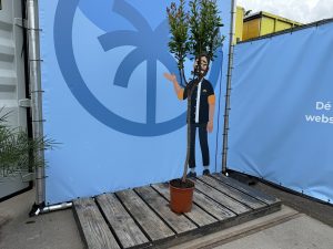 Zitrusbaum - Granatapfelbaum