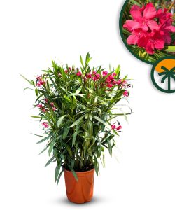 Roter Oleander – Höhe 80/100 cm
