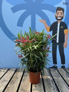 Roter Oleander – Höhe 80/100 cm