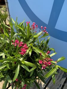 Roter Oleander – Höhe 80/100 cm