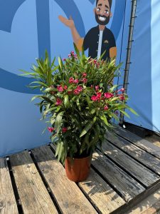 Roter Oleander – Höhe 80/100 cm