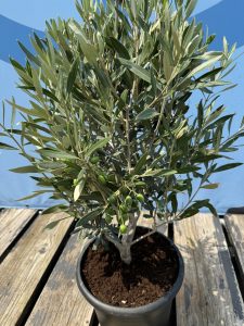 Olivenstrauch - Olea Europaea - Winterhart - 140-160 cm