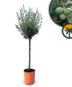 Olivenbaum - Olea Europaea - 10 Jahre alter Baum - 160 cm
