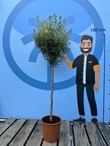 Olivenbaum - Olea Europaea - 10 Jahre alter Baum - 160 cm