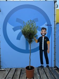 Olivenbaum - Olea Europaea - 10 Jahre alter Baum - 160 cm
