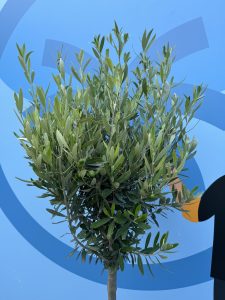 Olivenbaum - Olea Europaea - 10 Jahre alter Baum - 160 cm