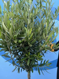 Olivenbaum - Olea Europaea - 10 Jahre alter Baum - 160 cm