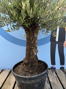 Olea Europea - Olivenbaum Bonsai - 50 Jahre alter Baum
