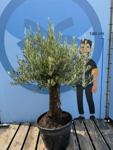 Olea Europea - Olivenbaum Bonsai - 50 Jahre alter Baum