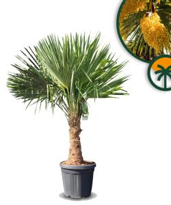 Palme - Trachycarpus Fortunei 30-40 cm