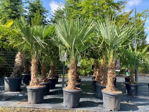 Palme - Trachycarpus Fortunei 30-40 cm