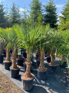 Palme - Trachycarpus Fortunei 30-40 cm
