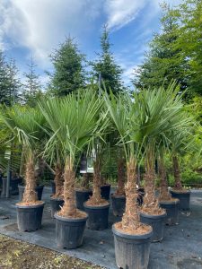 Palme - Trachycarpus Fortunei 30-40 cm