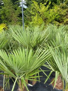 Palme - Trachycarpus Fortunei 30-40 cm