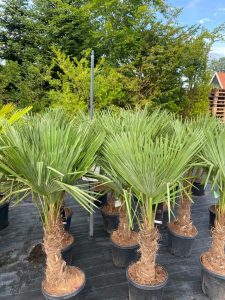 Palme - Trachycarpus Fortunei 30-40 cm