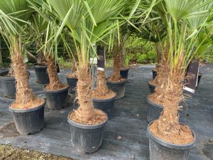 Palme - Trachycarpus Fortunei 30-40 cm