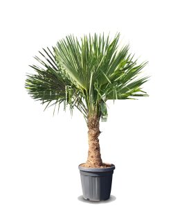 Palme - Trachycarpus Fortunei 30-40 cm