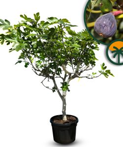 Feigenbaum - Ficus Carica Cuello de dama blanca  - 30 Jahre alter Baum