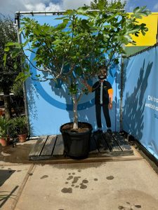 Feigenbaum - Ficus Carica Cuello de dama blanca  - 30 Jahre alter Baum
