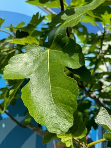 Feigenbaum - Ficus Carica Cuello de dama blanca  - 30 Jahre alter Baum
