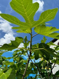 Feigenbaum - Ficus Carica Cuello de dama blanca  - 30 Jahre alter Baum