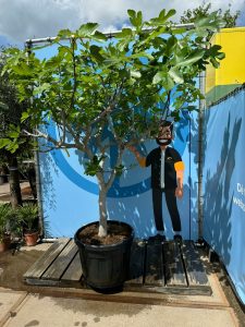 Feigenbaum - Ficus Carica Cuello de dama blanca  - 30 Jahre alter Baum