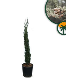 Italienische Zypresse „Totem“ – Höhe 120 cm – immergrün