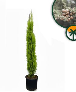 Italienische Zypresse „Totem“ – Höhe 130–150 cm – immergrün