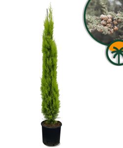 Italienische Zypresse „Totem“ – Höhe 150–170 cm – immergrün