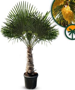 Palme - Trachycarpus Fortunei 60-80 cm
