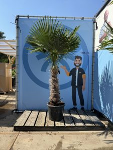 Palme - Trachycarpus Fortunei 60-80 cm