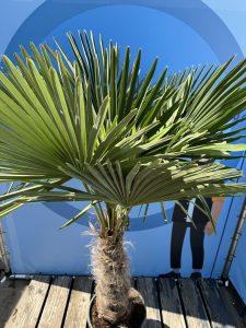 Palme - Trachycarpus Fortunei 60-80 cm