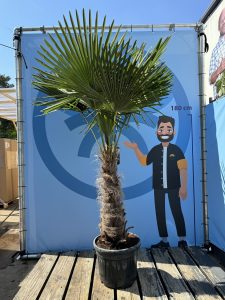 Palme - Trachycarpus Fortunei 60-80 cm