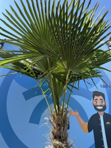 Palme - Trachycarpus Fortunei 60-80 cm