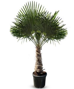 Palme - Trachycarpus Fortunei 60-80 cm