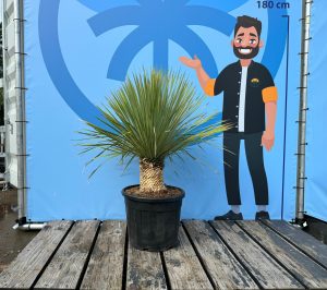 Palme - Yucca Rostrata 20-30 cm Stammhöhe