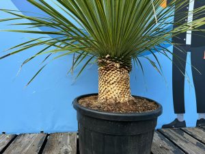 Palme - Yucca Rostrata 20-30 cm Stammhöhe