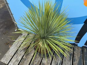 Palme - Yucca Rostrata 20-30 cm Stammhöhe