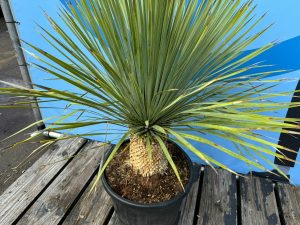 Palme - Yucca Rostrata 20-30 cm Stammhöhe
