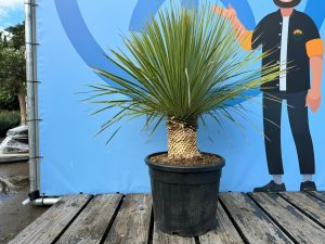 Palme - Yucca Rostrata 20-30 cm Stammhöhe