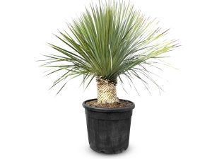 Palme - Yucca Rostrata 20-30 cm Stammhöhe
