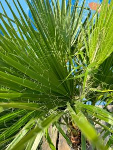 Palme - Washingtonia Robusta