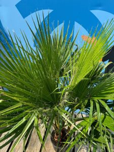 Palme - Washingtonia Robusta