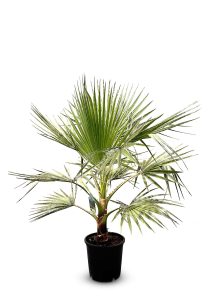 Palme - Washingtonia Robusta
