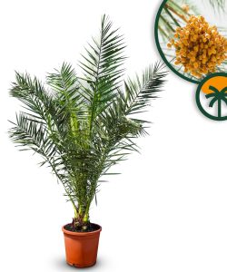 Palme - Phoenix Canariensis