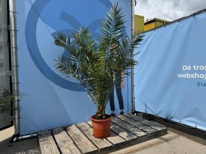 Palme - Phoenix Canariensis